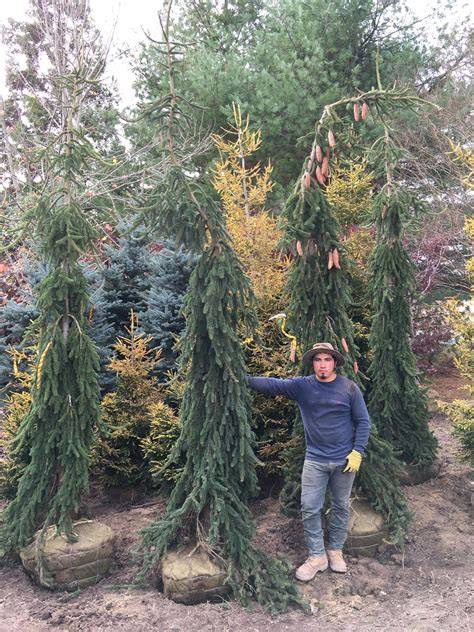 Weeping Norway Spruce in Landscape