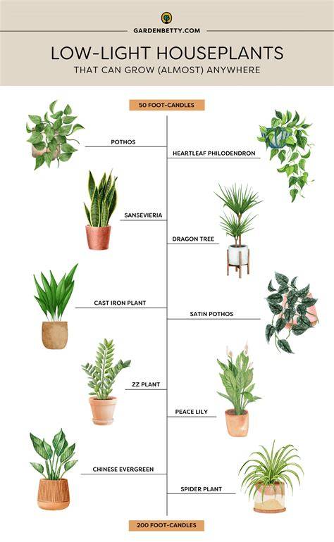 low-light indoor plant infographic