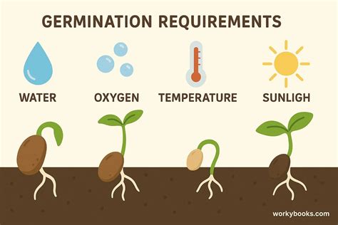 marigold germination warm soil light requirements