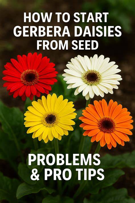 guide for air drying gerbera daisies and tips