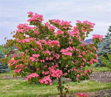 Heart Throb Chinese Dogwood growth habit illustration