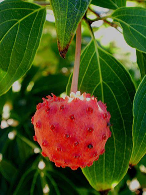 Kousa dogwood bloom and fruit overview