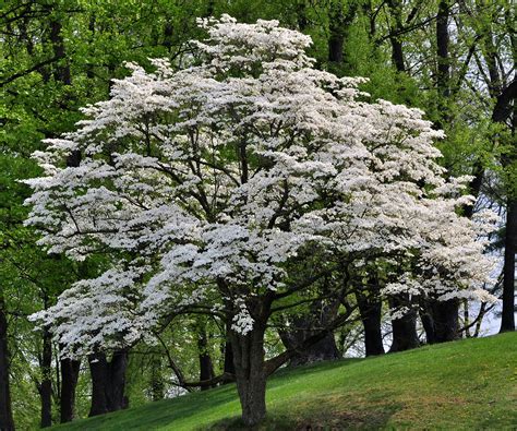 Flowering dogwood in spring with white bracts