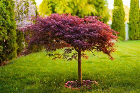 weeping dwarf maple cascading form garden