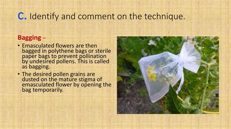 pollen bagging and pollination setup