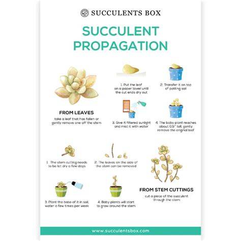 succulent water propagation infographic