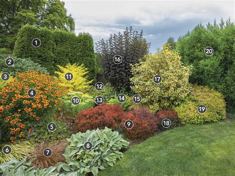 Large container shrub layout infographic