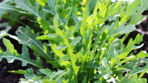 arugula transplanting sunlight shade strategy