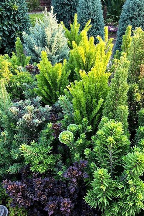 evergreen landscapes with diverse species