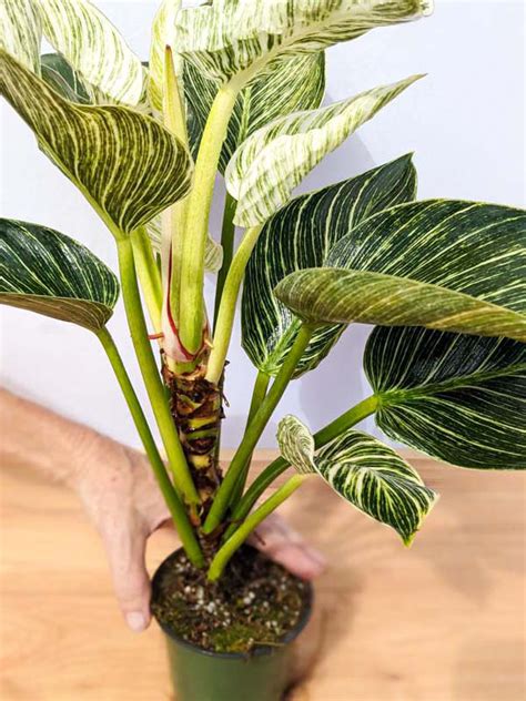 Birkin plant foliage with pinstriped variegation