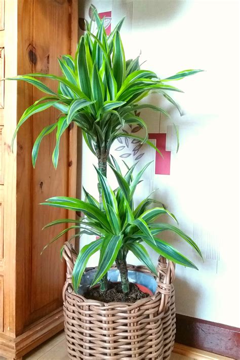 tall indoor plant arrangement illustration