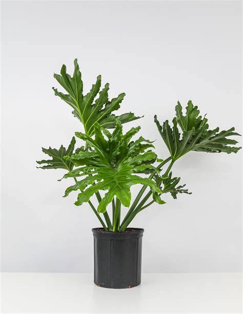 Philodendron Selloum curling leaf health