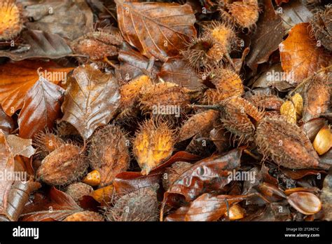 Beech mast and seed pods in forest floor