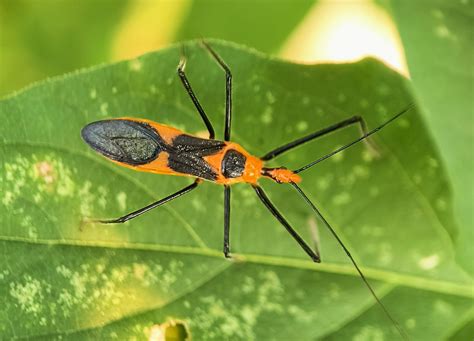 Milkweed assassin bug colorful profile and hunting posture