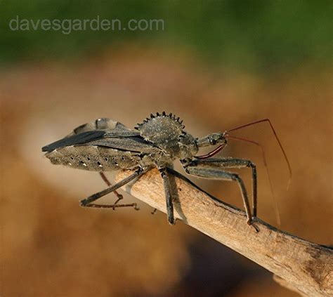 Wheel bug Arilus cristatus on tree bark with wheel-like crest