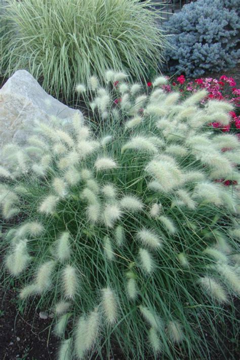 fountain grass little bunny compact clump image