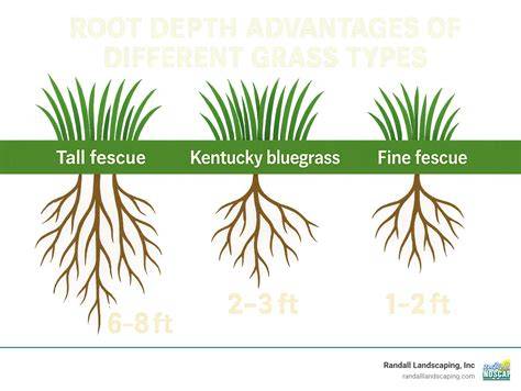Tall Fescue root depth infographic