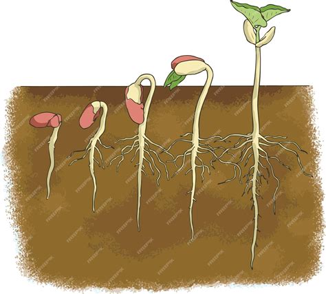 illustration of macadamia germination process