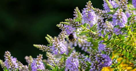 infographics: bee-friendly shrubs bloom windows