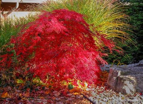 Japanese maple weeping form landscape
