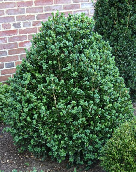boxwood cultivars and hardiness