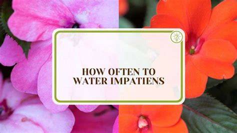 visual guide of impatiens watering needs