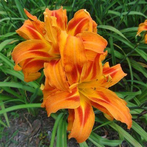 orange daylily Kwanso petal pattern diagram