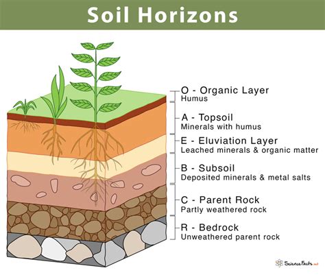 diagram of soil horizons and humus distribution
