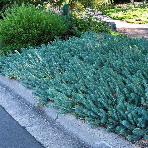 blue spruce stonecrop ground cover infographic