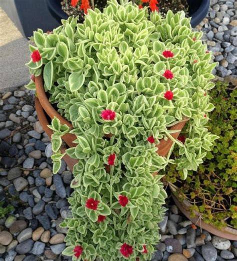 Mezoo trailing red in hanging basket