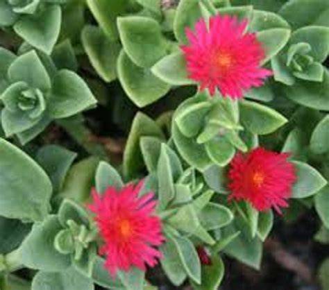 Close-up of Mezoo foliage and flowers
