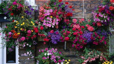 Hanging basket layout with thriller, spiller, filler