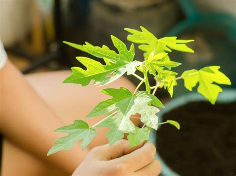 indoor papaya leaves and trunk care