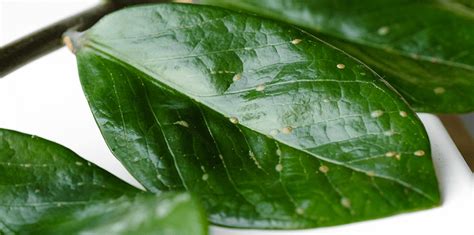 Scale insects on indoor plant stems and leaves