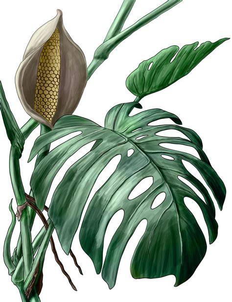 Monstera deliciosa illustration