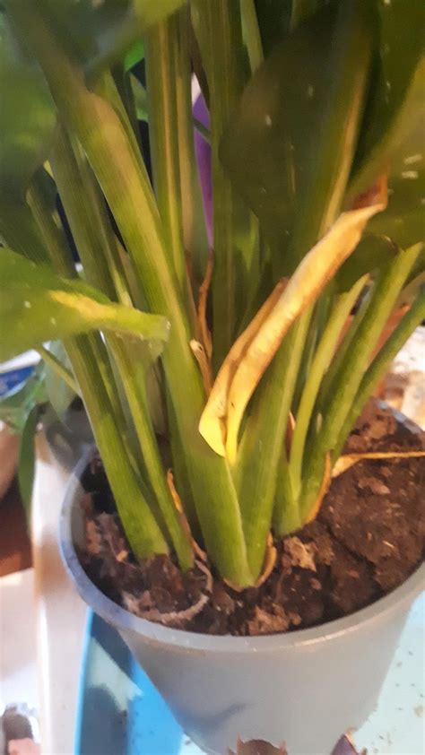 Calla lily leaf curling diagnostic chart