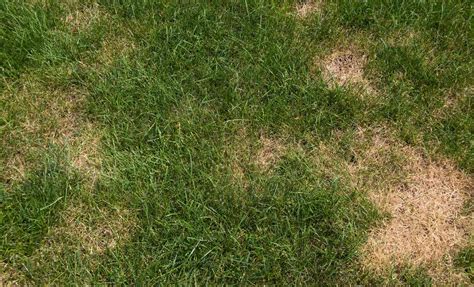 Common lawn diseases affected by azoxystrobin fungicides