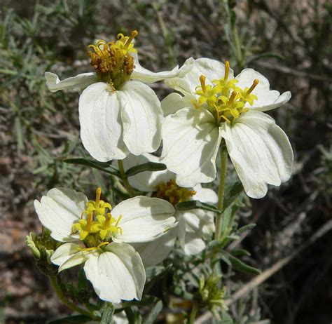 Desert zinnia structure and bloom pattern