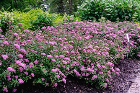 Diagram: Spirea planting layouts for borders