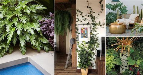 Leafy philodendron display ideas for home decor