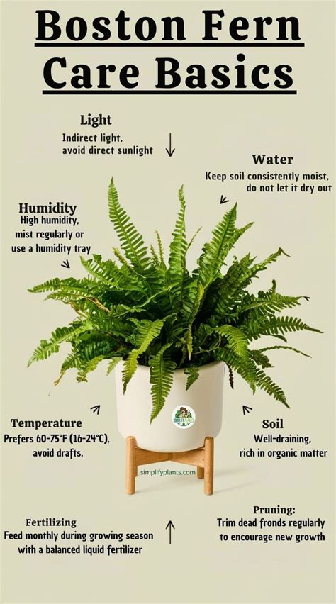 Boston Fern care indoors environment diagram