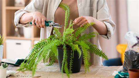 Boston Fern pruning and care diagram