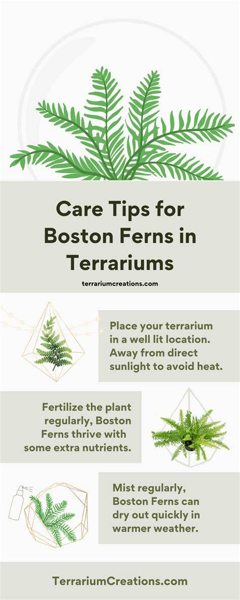 Boston Ferns pest symptoms infographic