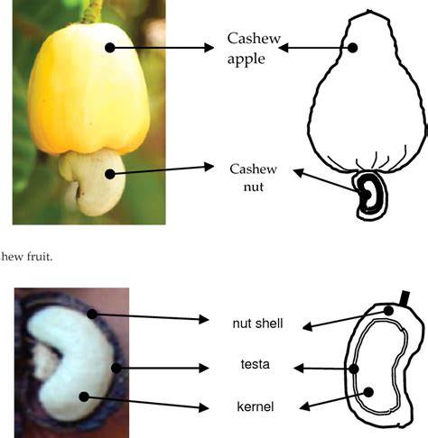 illustrative diagram of cashew tree and cashew apple
