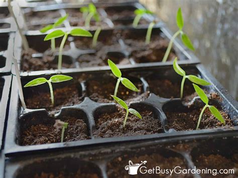 Pepper seedling germination and setup