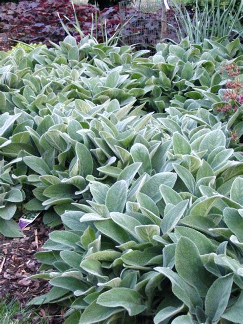 lambs-ear-silvery-foliage-ground-cover