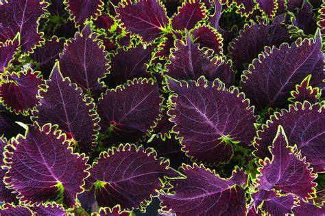 velvety-leaf-contrast-veining