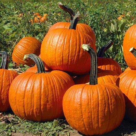 pumpkin powdery mildew resistant varieties infographic