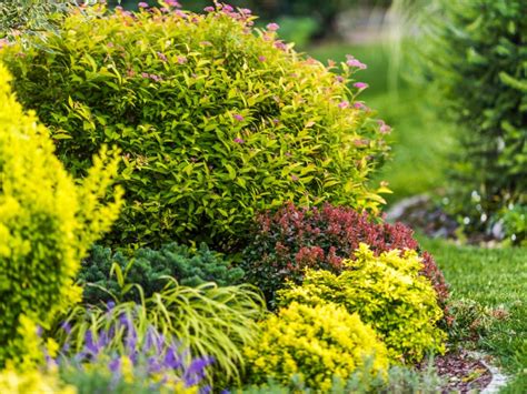 Chartreuse foliage and coral stems