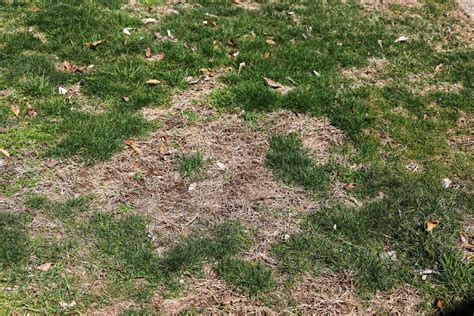 frozen lawn soil cracks and compaction damage
